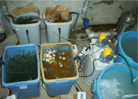 ペットボトル廃材を利用した水処理実験